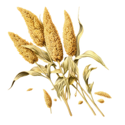 The Bettr Choice Millet cookies